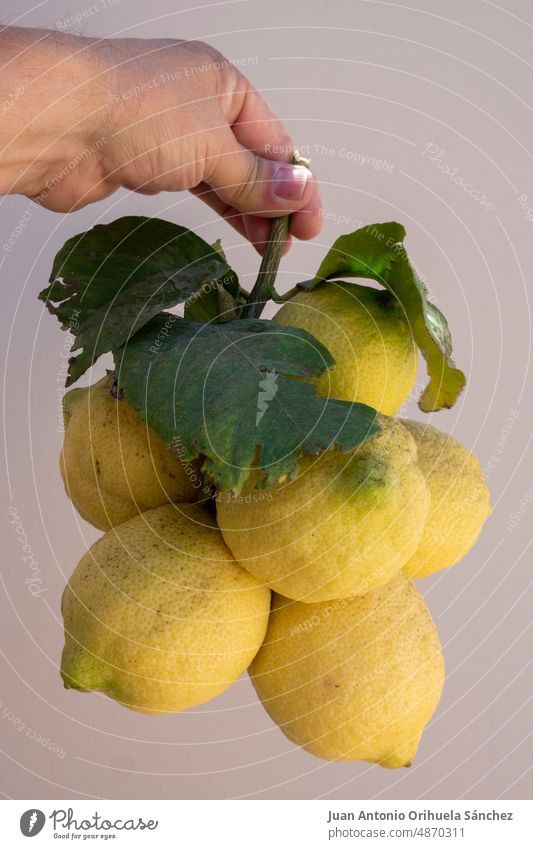 Human hand holding a bunch of organically grown lemons hanging from a branch human hand fresh lemons organic lemons bunch of lemons food organic food