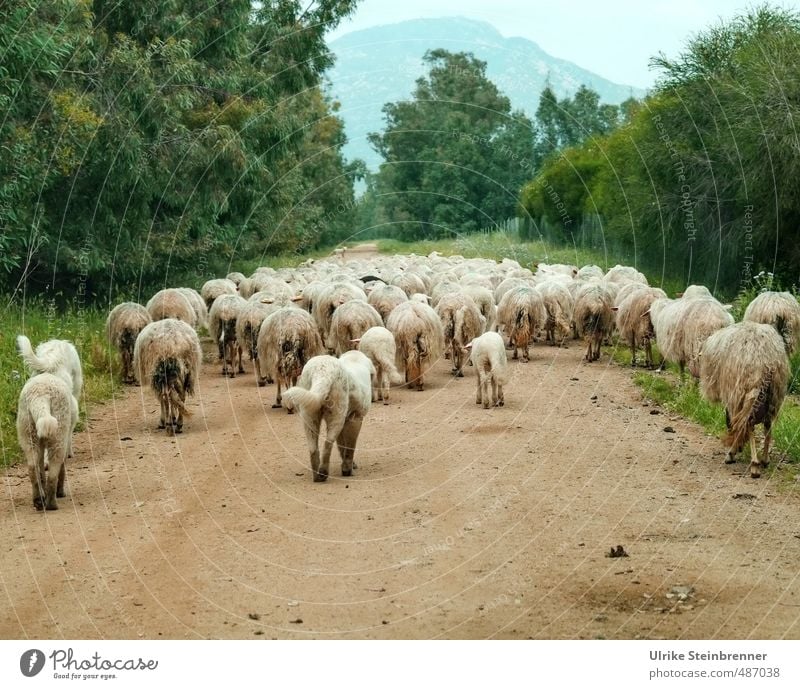 Sheep or dogs? Environment Nature Landscape Plant Animal Spring Tree Bushes Field Hill Sardinia Lanes & trails Pet Farm animal Dog Pelt Group of animals Herd