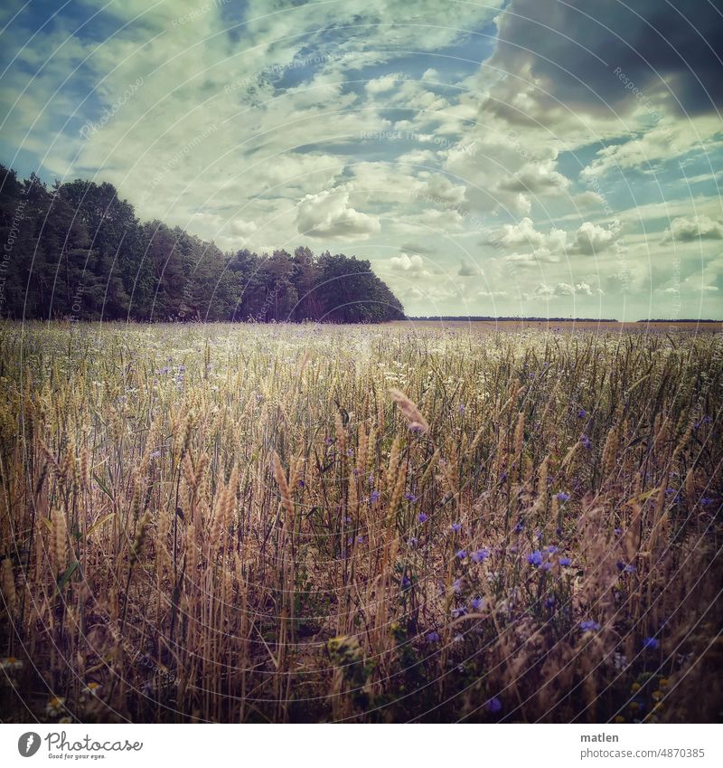 Grain field on a sultry summer day Landscape Summer Sky Clouds Humidity Agriculture Exterior shot Deserted Forest