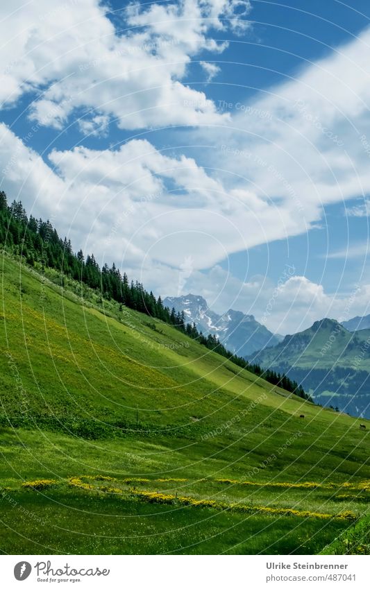 Pretty weird. Environment Nature Landscape Plant Sky Clouds Sunlight Summer Beautiful weather Tree Grass Meadow Alps Mountain Federal State of Vorarlberg Peak