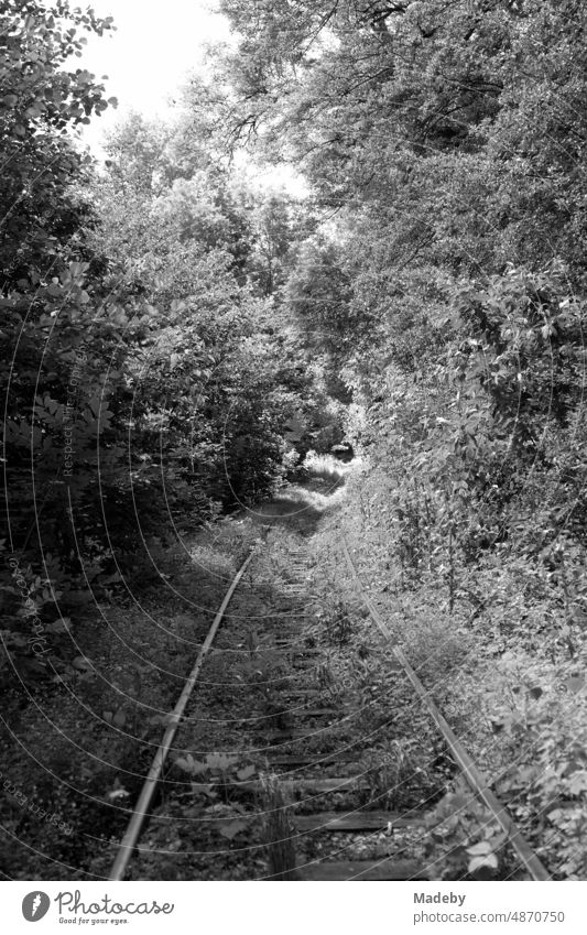 Ride with the bicycle trolley on disused overgrown railroad line through the Kalletal valley towards Alverdissen near Barntrup in summer in East Westphalia-Lippe, photographed in neo-realistic black and white