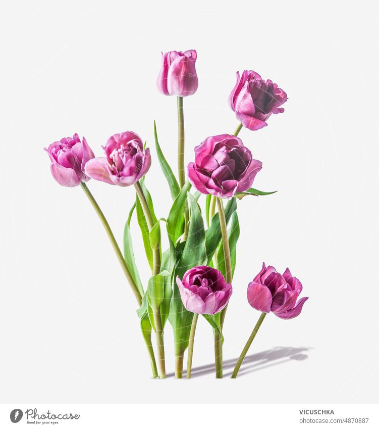 Pink purple tulips bunch standing on white background with shadow. Front view. pink front view beautiful blooming bouquet floral flower fresh green spring stems