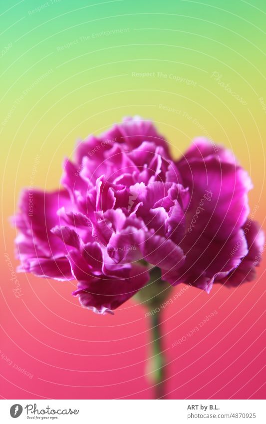 Carnation in pink carnation Flower Blossom Modern variegated colourful petals vibrations Curved solo on one's own Beauty & Beauty