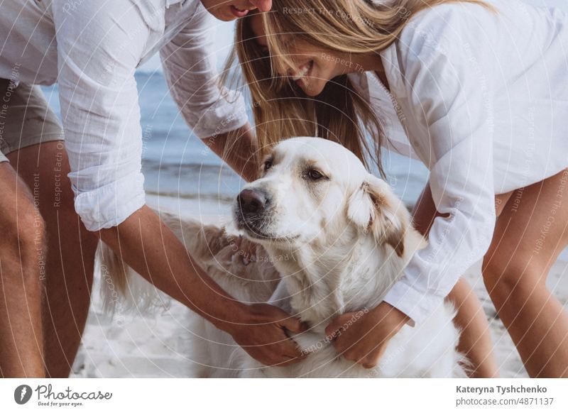 Beloved sand Labrador is in the arms of his happy owners activity adorable animal beach beautiful care cheerful coast cute dog dog and woman domestic enjoy life