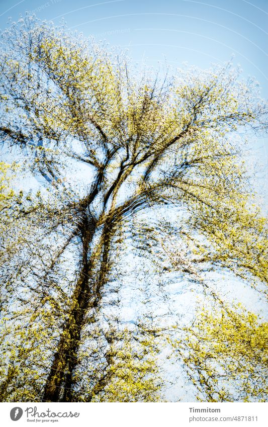 A tree strives skyward Tree Tall trunk branches foliage leaves Sky Brown Yellow Blue Nature Twigs and branches Deserted