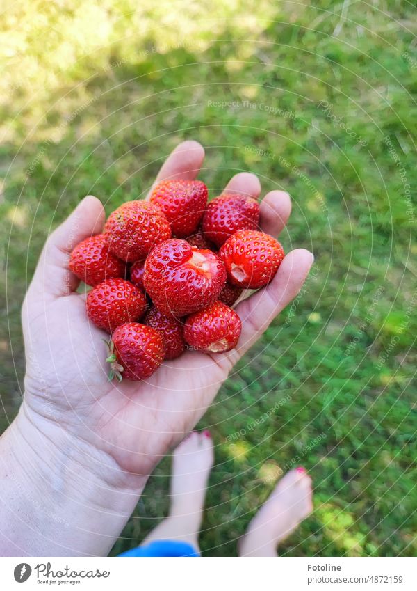 There is nothing better than fresh strawberries from your own garden. Sweet and juicy. Really delicious! Strawberry Fruit Red Delicious Food cute Fresh Juicy