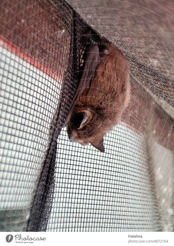 A small bat clung to the fly screen to sleep. In the evening it buzzed off again. This is a pygmy bat or a mosquito bat. Colour photo Exterior shot Wild animal