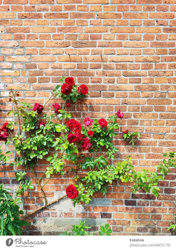 Red, wonderfully fragrant roses entwine along a brown brick wall. Brick Wall (building) Wall (barrier) Stone Structures and shapes Facade Exterior shot