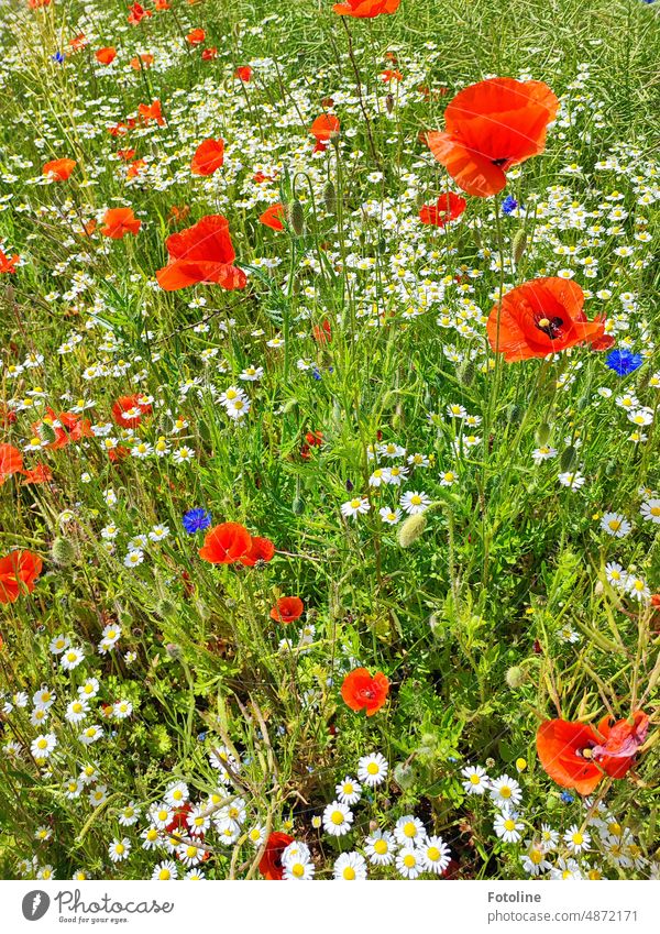 For such wonderful flowering meadows I love summer. Poppies, cornflowers, daisies and chamomile. Hach simply beautiful! Marguerite poppies Chamomile Nature