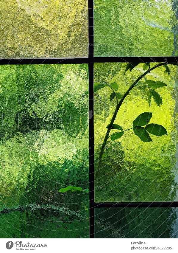 Outside the window of the Lost Place, a plant presses curiously against the windowpane. Window Glass Pane Window pane window glass Frame Green Plant Leaf