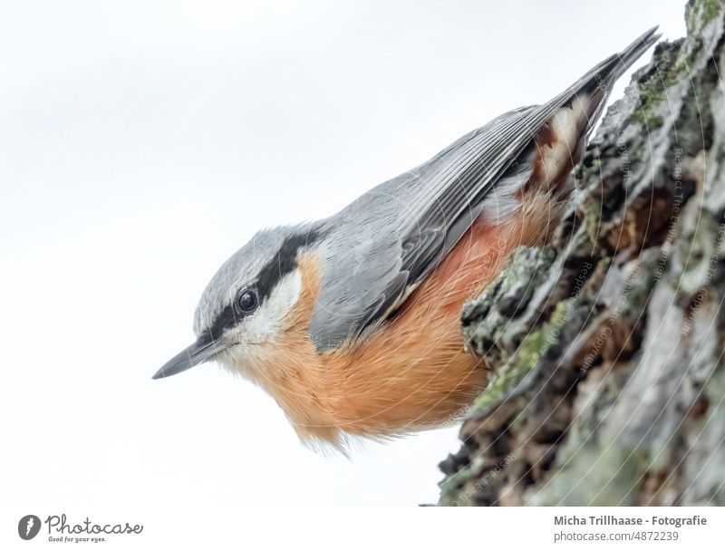 Nuthatch on a tree trunk Eurasian nuthatch Sitta Europaea Bird Animal face Head Beak Eyes Grand piano Feather Plumed Claw Hang upside down Observe Looking