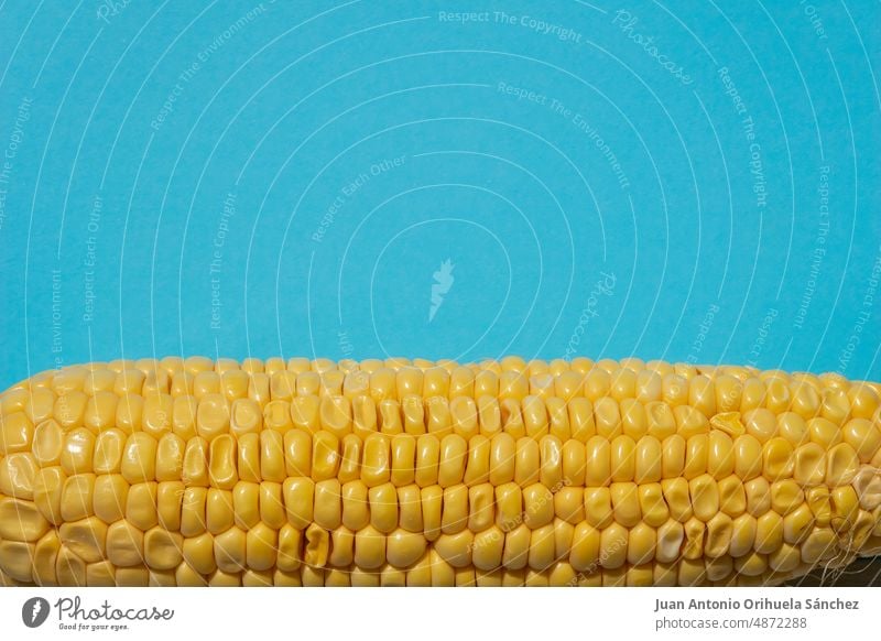 Ukrainian flag. Yellow maize on blue background. corn Ukraine cob healthy food texture organic corn cob sweetcorn granary europe agriculture vegetable yellow