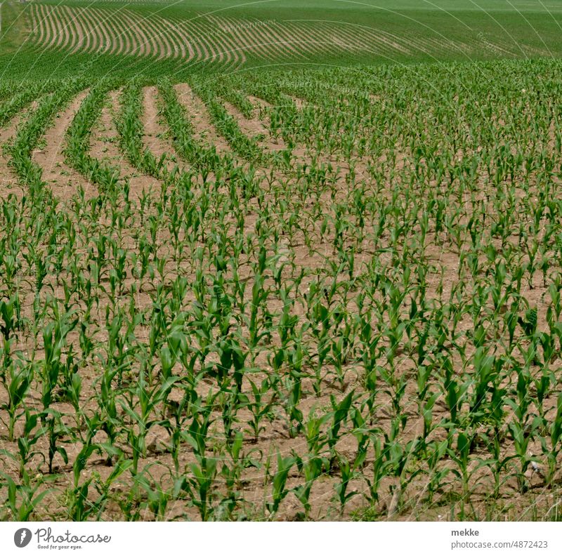 Green waves Field Maize Agriculture Maize field Agricultural crop Growth Harvest Summer Plant Environment Food Nutrition Cornfield Grain field wide aridity