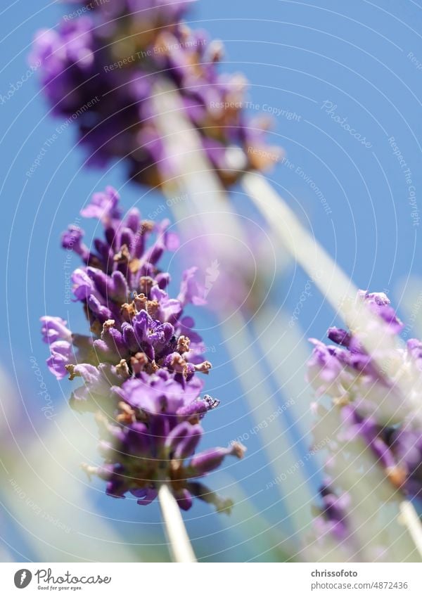 and the garden is high -change of perspective, lavender from bottom to top Garden Flower Lavender Sky Summer outdoor Perspective Hope Life purple