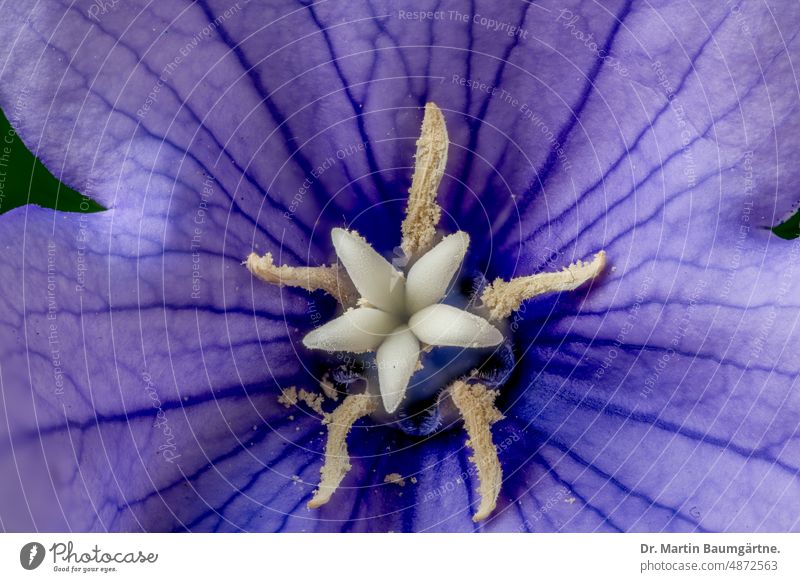 Balloon flower, Platycodon grandiflorus, Chinese bellflower, center of a flower with pistil and stamens. Platycodone Blossom blossom Close-up Stamp