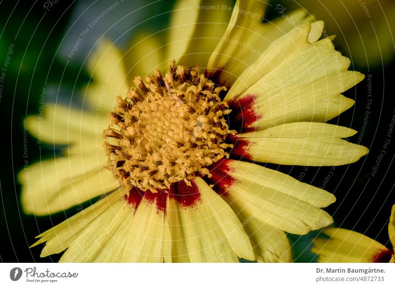 Coreopsis verticilliata, girl's eye, inflorescence blossom Tongue blossoms tubular flowers Yellow from the USA composite asteraceae Compositae Flower Plant