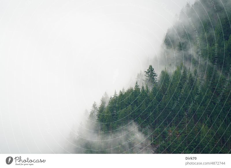 Cloud covered forested mountain in British Columbia, Canada Mountain Forest Coniferous forest Clouds Haze Fog overcast conifers Coniferous trees Nature
