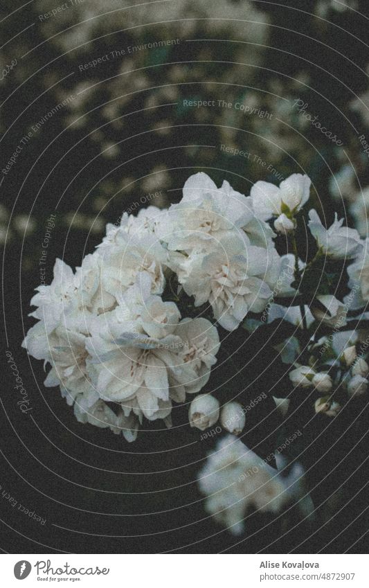 white and grainy flowers bush white flowers green blur blurry background nature summer petals in bloom blooming