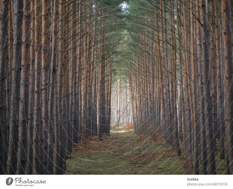 Light at the end of the aisle II Forest trees Nature Tree Enchanted forest Autumn Sunlight Environment Landscape Bright Mystic Enchanted wood Dark Tunnel