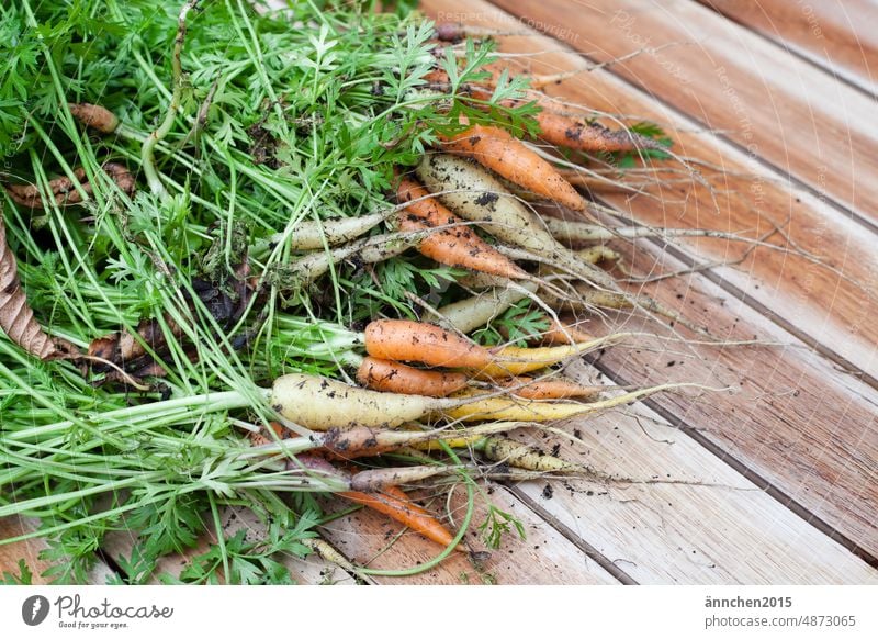 Small dirty carrots in different colors Extend organic Vegetable organic vegetables Garden Eating Food Organic produce Fresh Healthy Nutrition Vegetarian diet