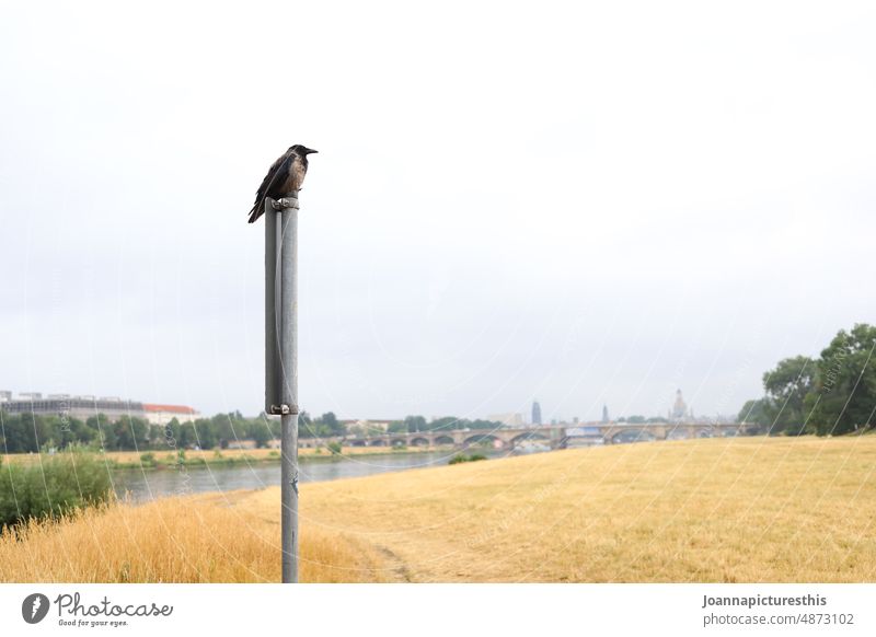 Bird on road sign in front of Elbe river bank landscape Nature Nature reserve Environment Landscape Exterior shot Environmental protection Dresden River bank