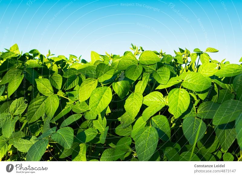 Field with green-leaved plants against blue sky. Agriculture Sky Agricultural crop Landscape Nature Summer Deserted Plant Growth Harvest Nutrition Blue Green