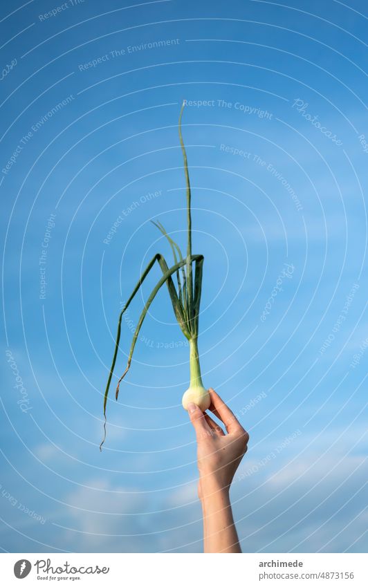 Hand holding onion plant over the sky Farmer agriculture background closeup concept countryside cultivated farm farming food fresh gardening green growing hand