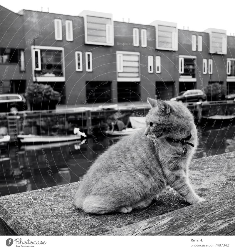 Cat in black and white Amsterdam House (Residential Structure) Wall (barrier) Wall (building) Inland navigation Motorboat Animal Pet 1 Observe Sit Curiosity