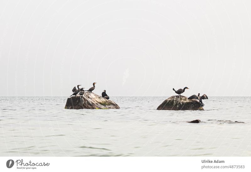 black cormorants on stones in the Baltic Sea, Bornholm / Denmark Europe Island birds Cormorants Phalacrocorax carbo Bird Animal Nature Wild animal Environment