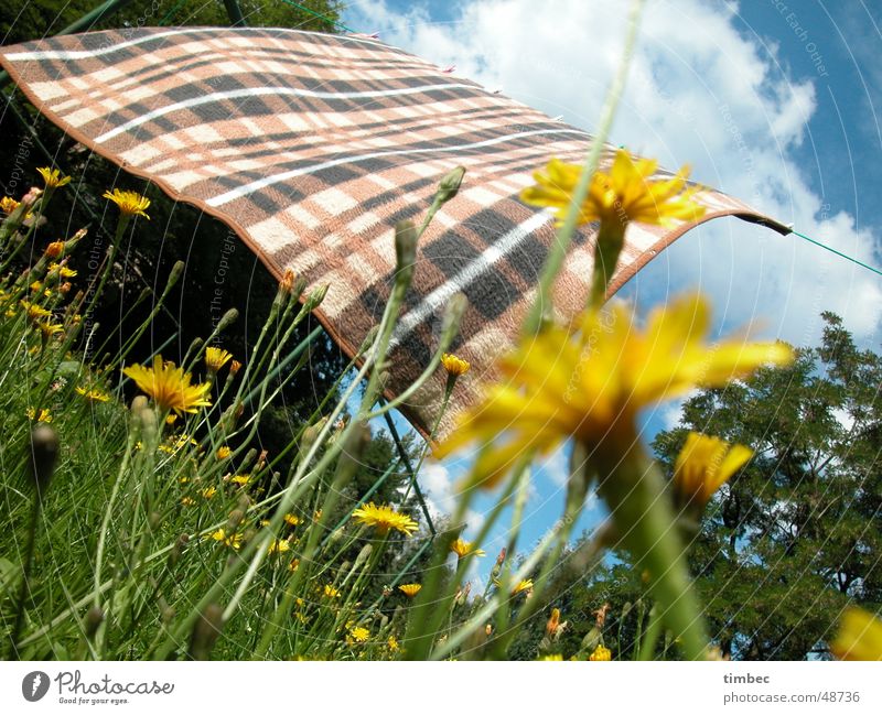 Blanket in the wind Checkered Blow Movement Passion Tepid Fresh Flower Multicoloured Happiness Dandelion Clouds White Grass Soft Green Tree Wood Meadow