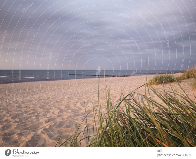 Sand & Sea | Baltic Sea | Enjoy peace, quiet & space. Ocean Sandy beach coast Baltic coast Marram grass evening light Sky naturally Nature Environment