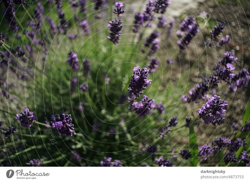 Flowering lavender in summer, purple and green Lavender Plant Summer Fragrance Violet Blossom Medicinal plant Green Garden Colour photo Shallow depth of field