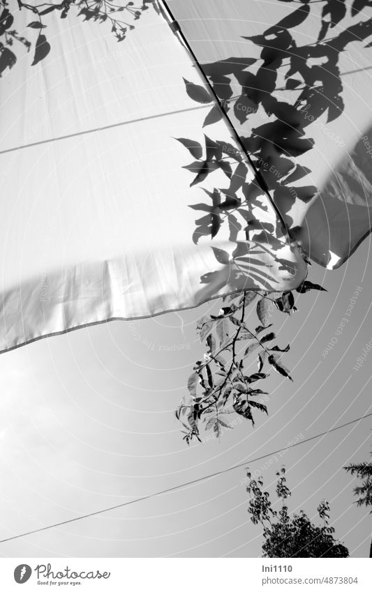 Shade under parasol Summer sunshine Sunshade Plant climbing rose Tendril leaves Light and shadow Shadow play black-and-white Sky trees