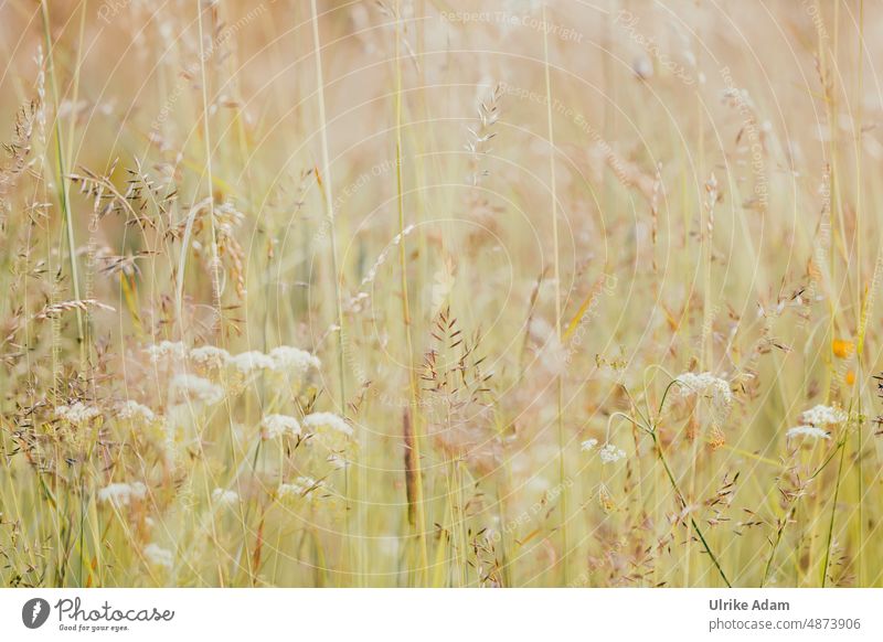 Discreet in the meadow Wild plant Field Close-up Grass Nature Green Meadow Plant Summer Exterior shot naturally Light grasses Background picture Soft Sunlight