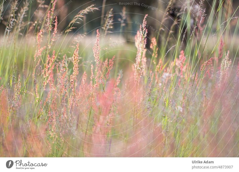 in the meadow blurriness Sunlight sorrel Soft Background picture grasses Light naturally Exterior shot Summer Plant Meadow Green Nature Grass Close-up Field