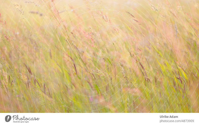 Wallpaper| in the meadow Grass Nature Green Meadow Plant Summer Exterior shot naturally Light grasses Background picture Soft sorrel Sunlight blurriness
