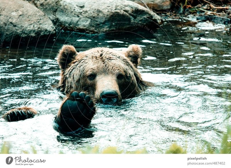 bathing fun Forest Pond Lake Brook River Animal Wild animal Bear 1 Swimming & Bathing Relaxation Playing Dive Happiness Cold Cuddly Müritz Colour photo