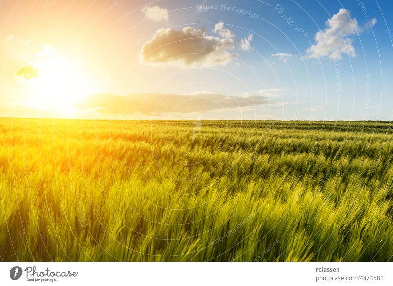 Explosive sunlight shines over a cornfield agriculture backlight barley blue cereal clouds ear economy farmer harvest landscape nature rays rural rye ryefield