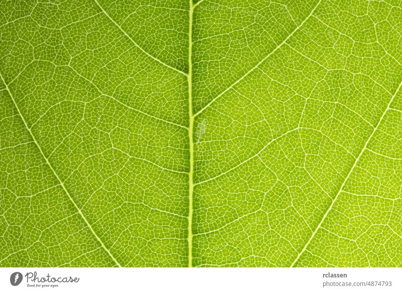 Fresh green leaves shaping on a beautiful background abstract botanical botany bright close close-up closeup color design detail drop ecology environment