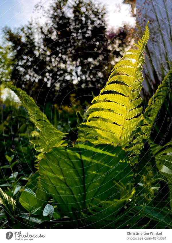 A fern leaf shines in the sunlight Fern Fern leaf Nature Green Garden leaves Sunlight Light and shadow Plant Exterior shot naturally Leaf green Fresh Illuminate