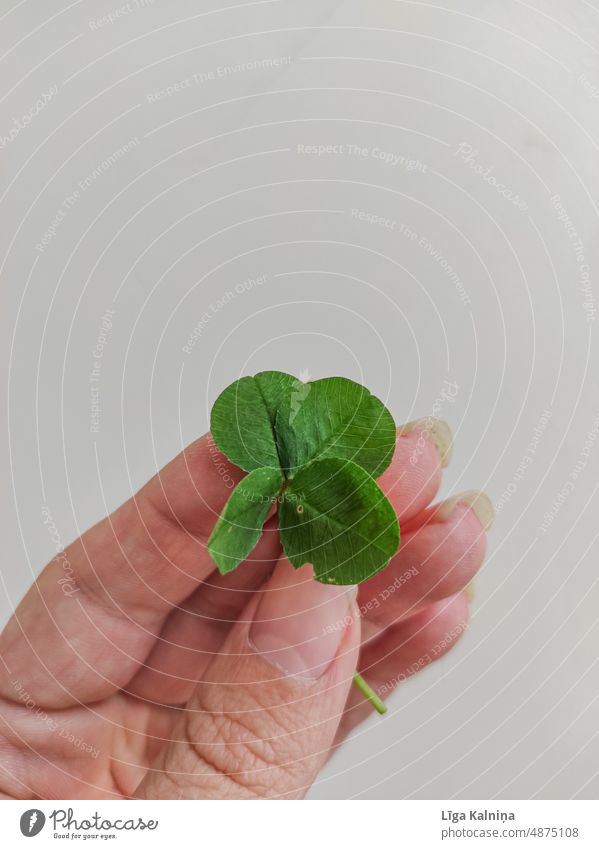 Lucky four leaf clover Clover Cloverleaf Four-leafed clover Happy Good luck charm Four-leaved Close-up Green Plant Symbols and metaphors Leaf Nature