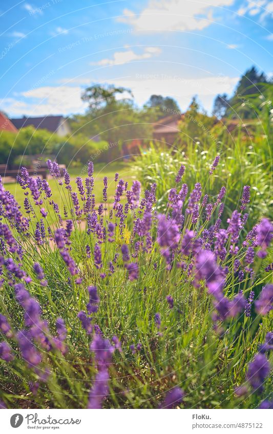 Lavender in the garden Garden Nature Plant Blossom Colour photo Flower Summer Violet Close-up Exterior shot Fragrance Shallow depth of field Blossoming Green