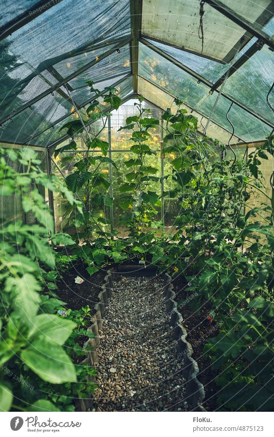Plants grow in the greenhouse Greenhouse plants Cucumber Garden do gardening Nature Gardening Spring Vegetable Organic produce Leisure and hobbies