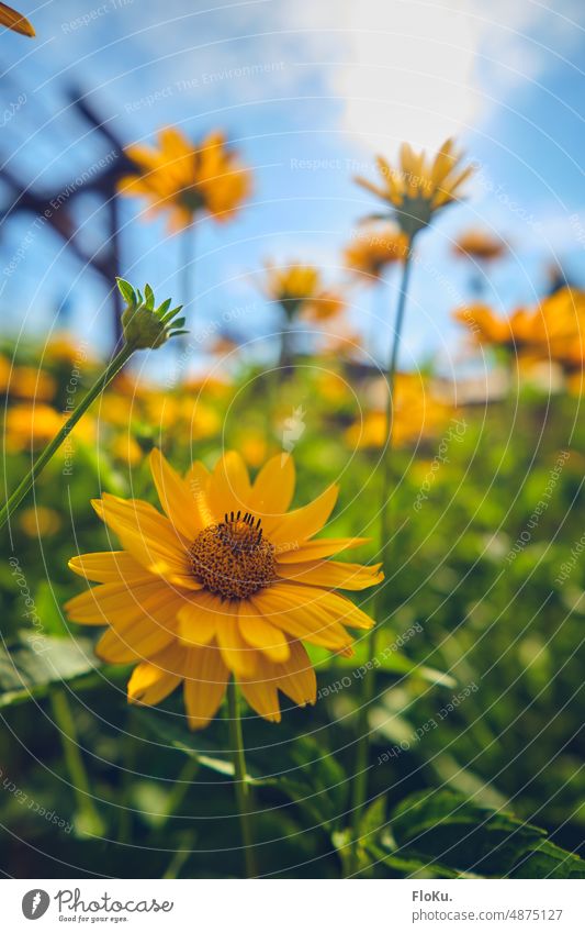 Yellow flowers in the garden Garden Flower Plant Nature Blossom Green Summer Spring Blossoming Close-up Colour photo Exterior shot Detail pretty Meadow