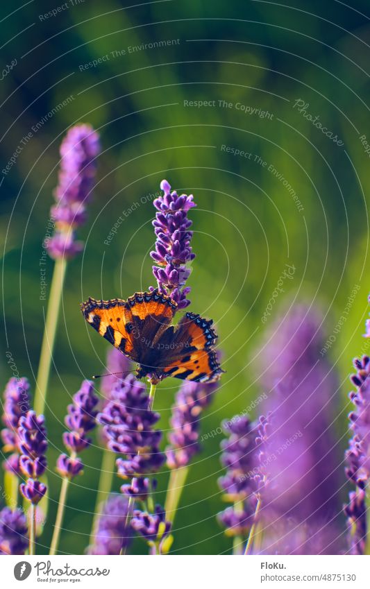 Butterfly on lavender flowers Small tortoiseshell Lavender Nature Animal Exterior shot Colour photo Insect Day Grand piano Summer Close-up Plant Deserted