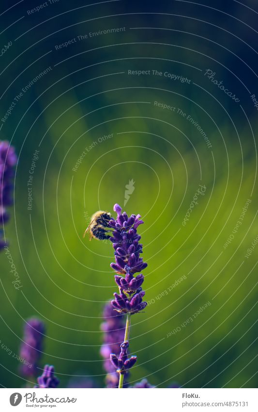 Bee on lavender Lavender Nature Animal Exterior shot Colour photo Insect Day Grand piano Summer Close-up Plant Deserted Copy Space top Macro (Extreme close-up)