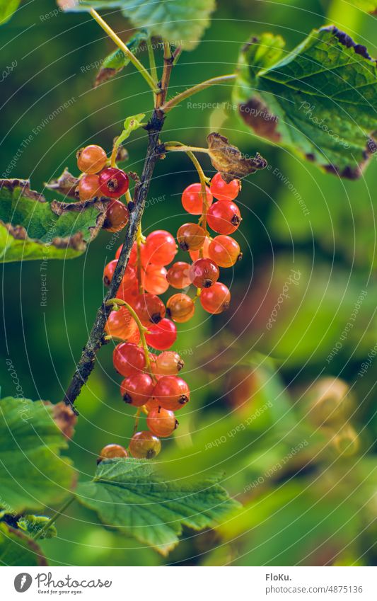 Red currants ripen on the bush Redcurrant red currants Berries Nature Plant Fruit Fresh Food Summer Delicious Colour photo Garden Healthy Nutrition cute Juicy