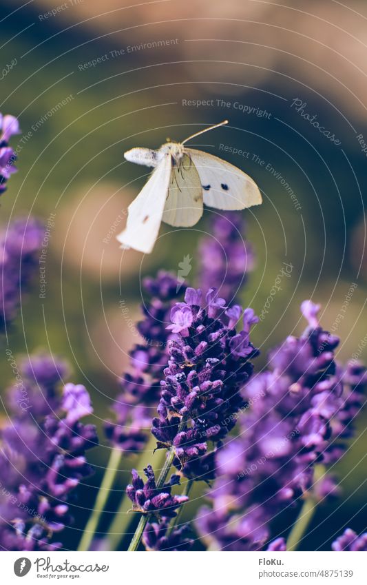 Cabbage white butterfly heads for lavender cabbage white Butterfly Insect White Lavender Nature Summer Animal Grand piano Flower Blossom Plant Exterior shot