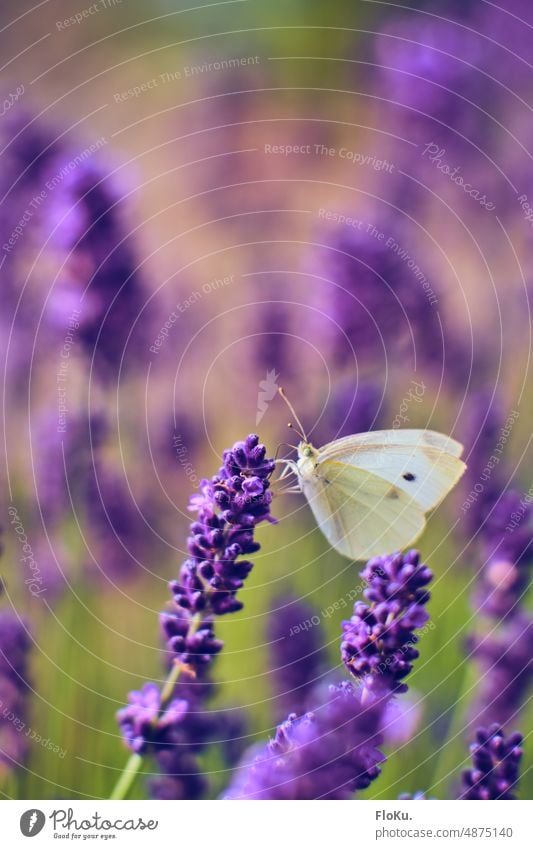 Cabbage white butterfly sits on lavender cabbage white Butterfly Insect White Lavender Nature Summer Animal Grand piano Flower Blossom Plant Exterior shot