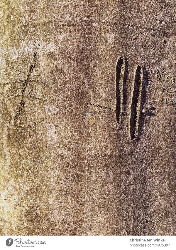 Life leaves traces / Scars in the bark of a beech tree Tree bark scars Tree trunk Structures and shapes Scars in a tree bark Wood Nature scarred Brown naturally